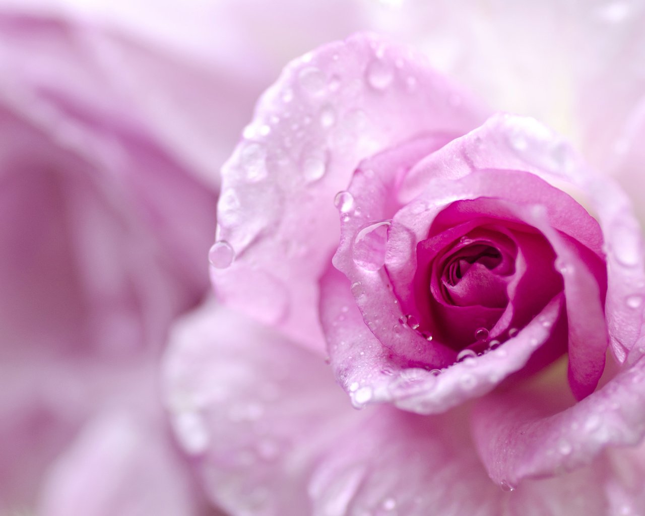 Обои макро, капли, роза, лепестки, бутон, боке, macro, drops, rose, petals, bud, bokeh разрешение 2048x1356 Загрузить