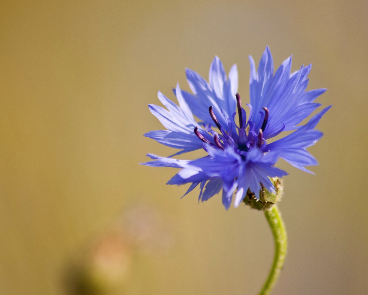 Обои макро, синий, цветок, василек, полевой, macro, blue, flower, cornflower, field разрешение 2039x1161 Загрузить