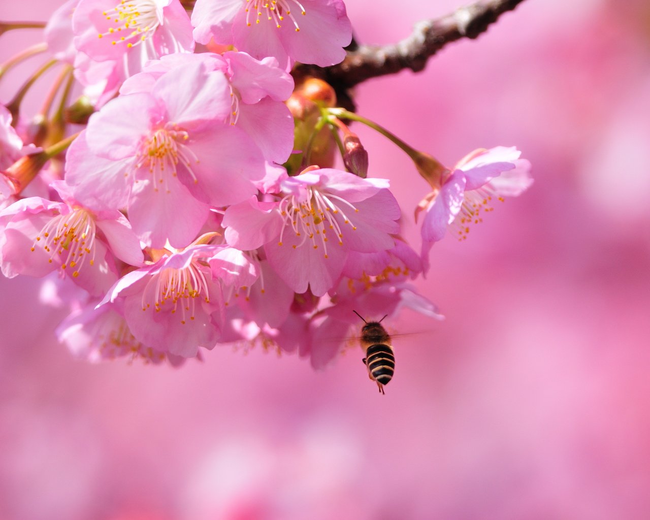 Обои цветение, макро, весна, сакура, пчела, blossom, весенние, flowering trees, flowering, macro, spring, sakura, bee разрешение 3896x2597 Загрузить