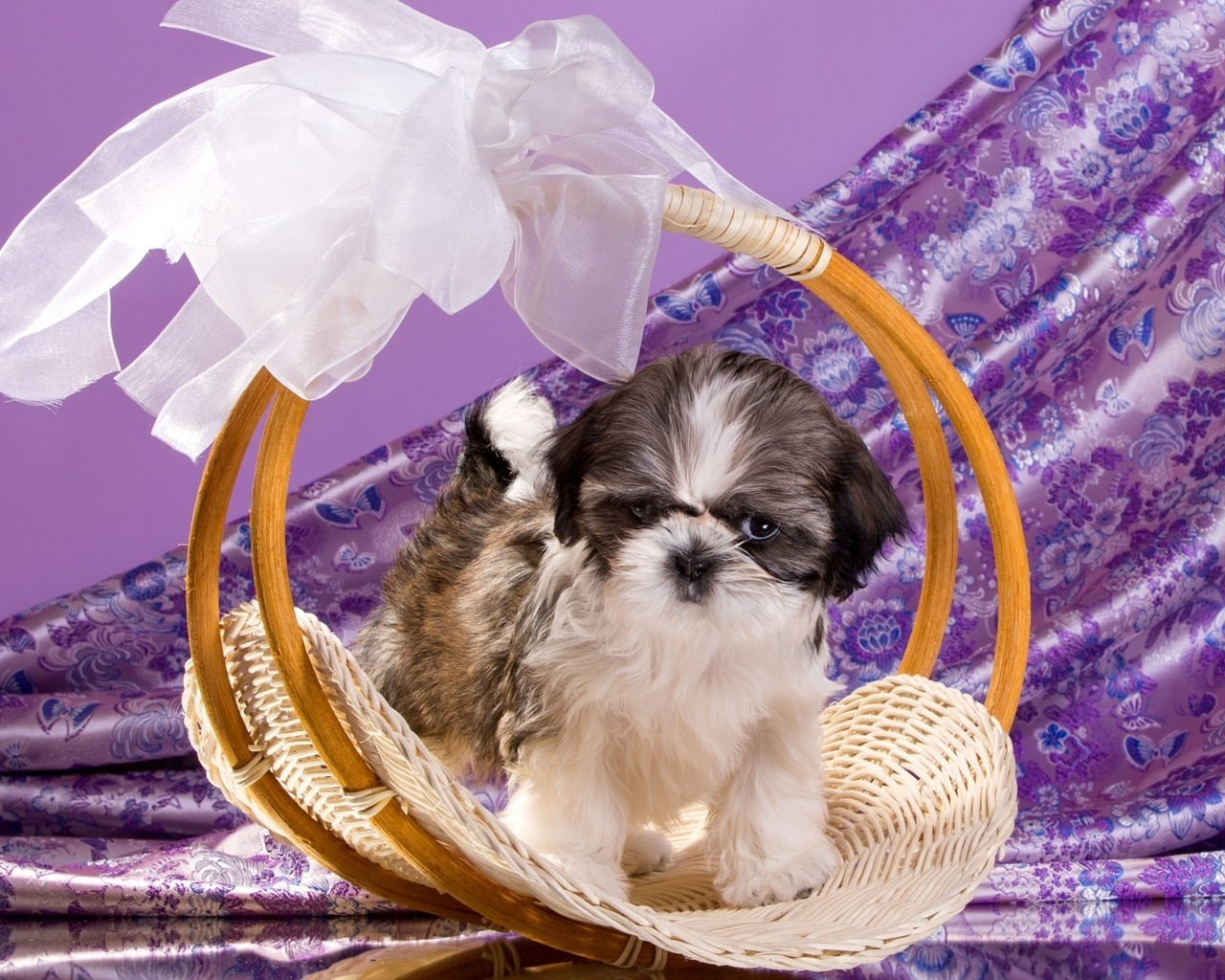 Обои щенок, корзина, бант, ши-тцу, ши-тцу., puppy, basket, bow, shih tzu, shih tzu. разрешение 2100x1308 Загрузить