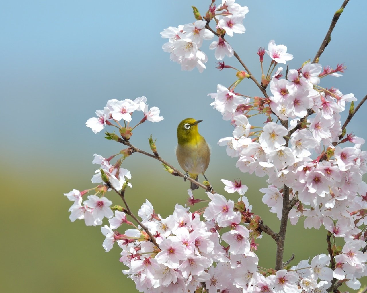 Обои ветки, птица, клюв, перья, сакура, японская, белоглазка, branches, bird, beak, feathers, sakura, japanese, white-eyed разрешение 2048x1365 Загрузить