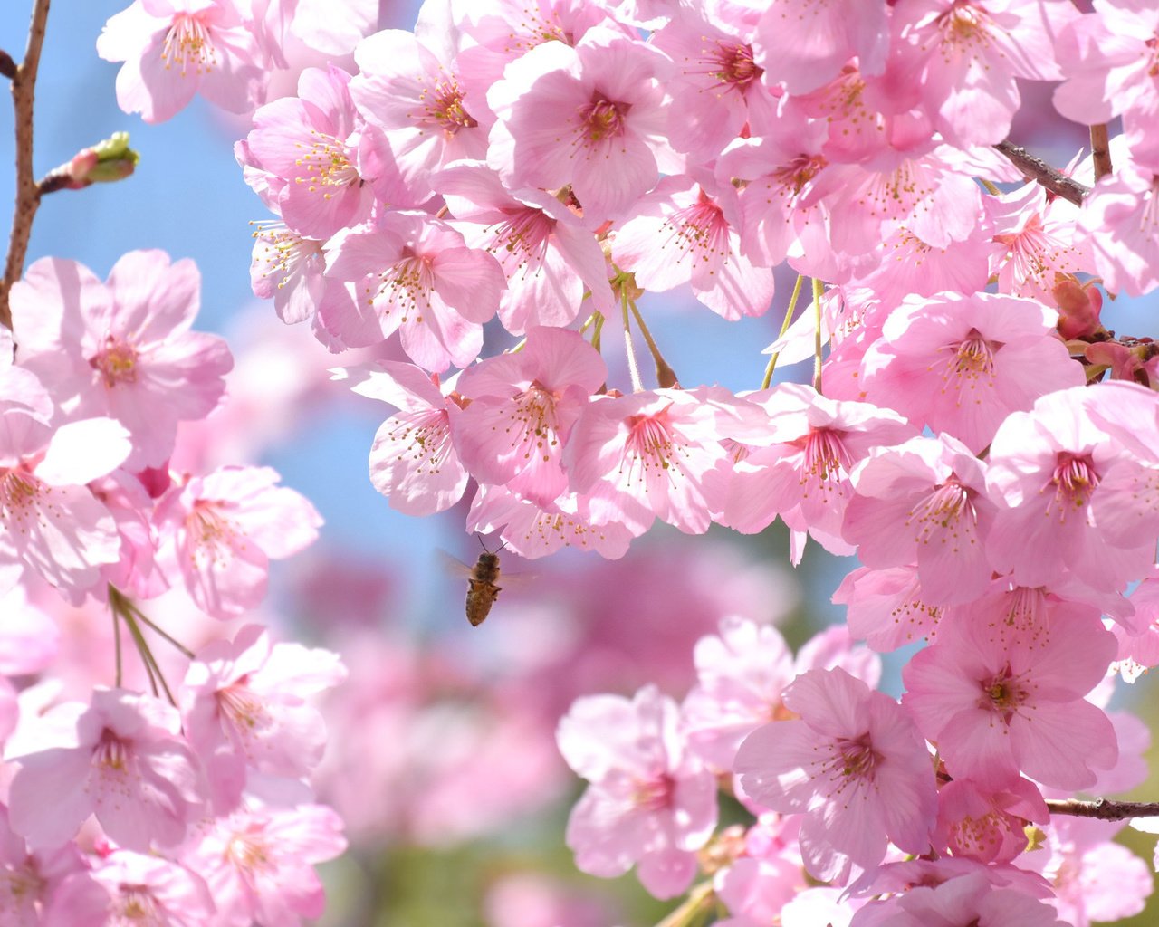 Обои дерево, насекомое, ветки, весна, розовый, вишня, сакура, пчела, tree, insect, branches, spring, pink, cherry, sakura, bee разрешение 2048x1367 Загрузить