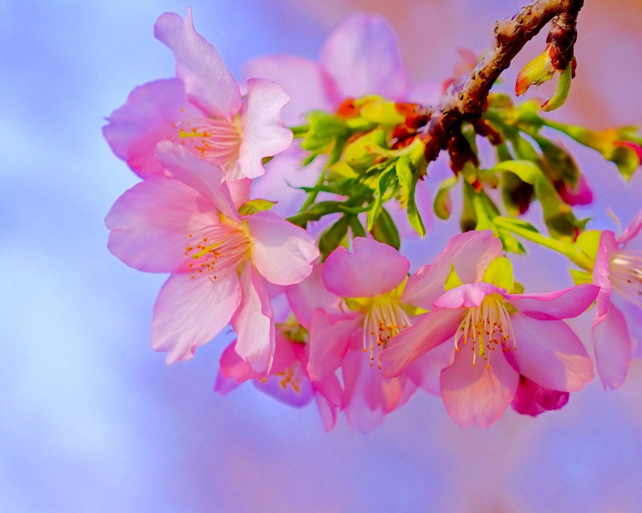 Обои ветка, цветение, макро, весна, вишня, сакура, цветки, branch, flowering, macro, spring, cherry, sakura, flowers разрешение 2319x1547 Загрузить