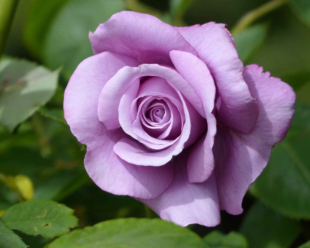 Обои макро, роза, бутон, сиреневая, macro, rose, bud, lilac разрешение 3264x2448 Загрузить