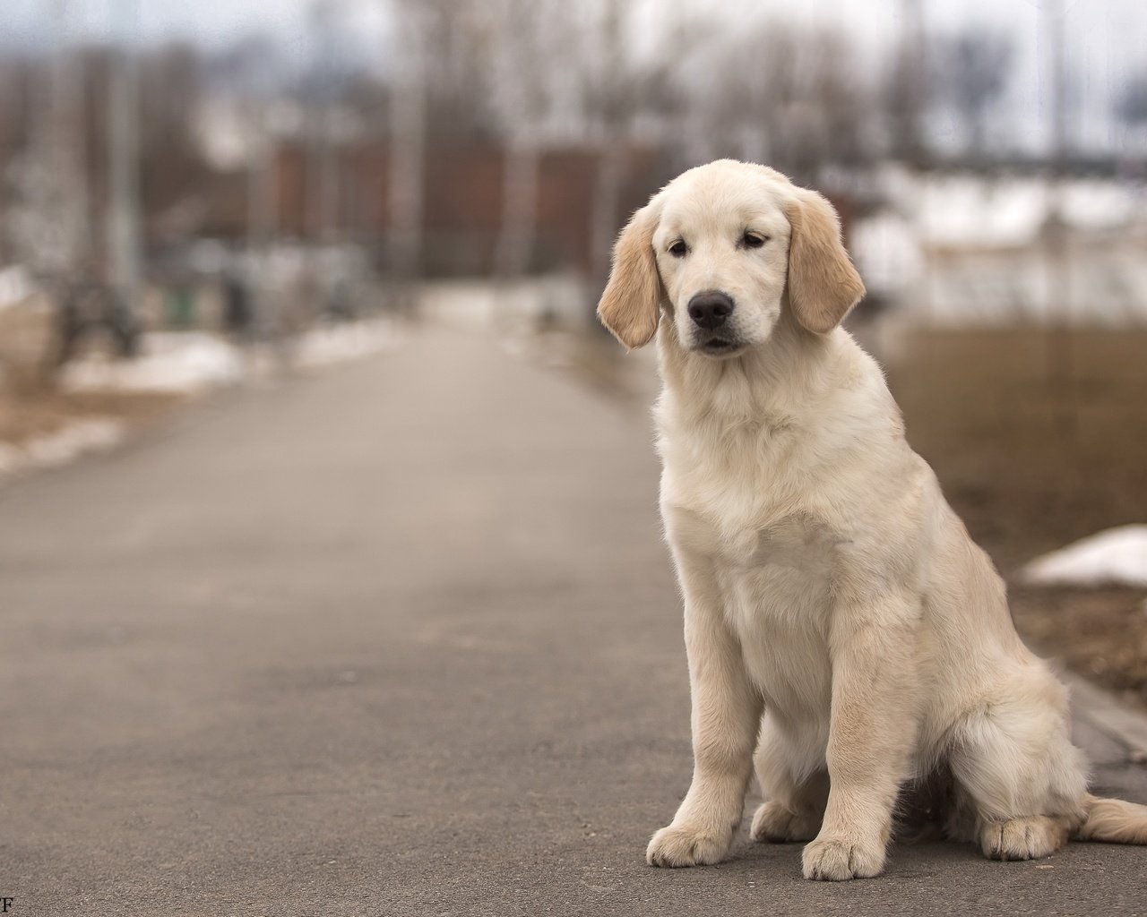 Обои собака, пес, золотистый ретривер, dog, golden retriever разрешение 3600x2375 Загрузить