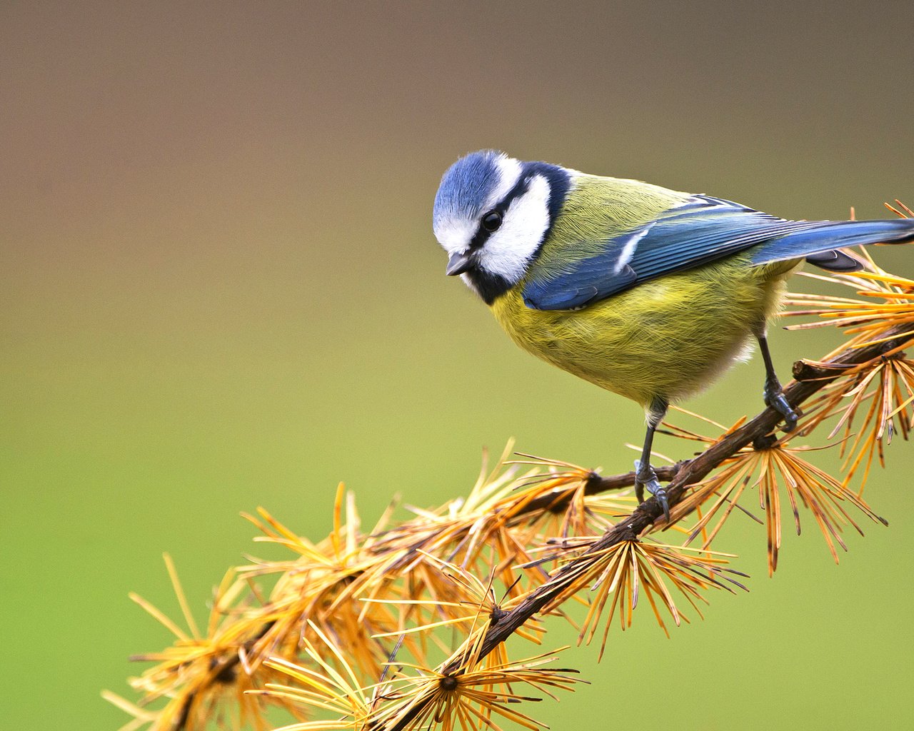 Обои ветка, птица, сосна, синица, лазоревка, branch, bird, pine, tit, blue tit разрешение 2046x1264 Загрузить