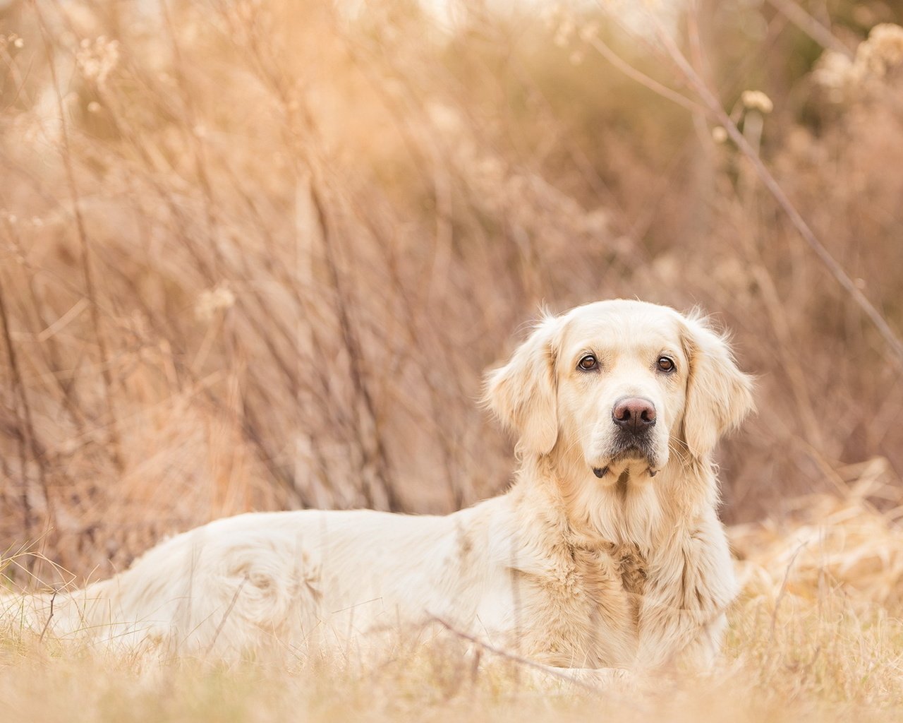 Обои взгляд, собака, друг, luna, золотистый ретривер, look, dog, each, golden retriever разрешение 1920x1147 Загрузить