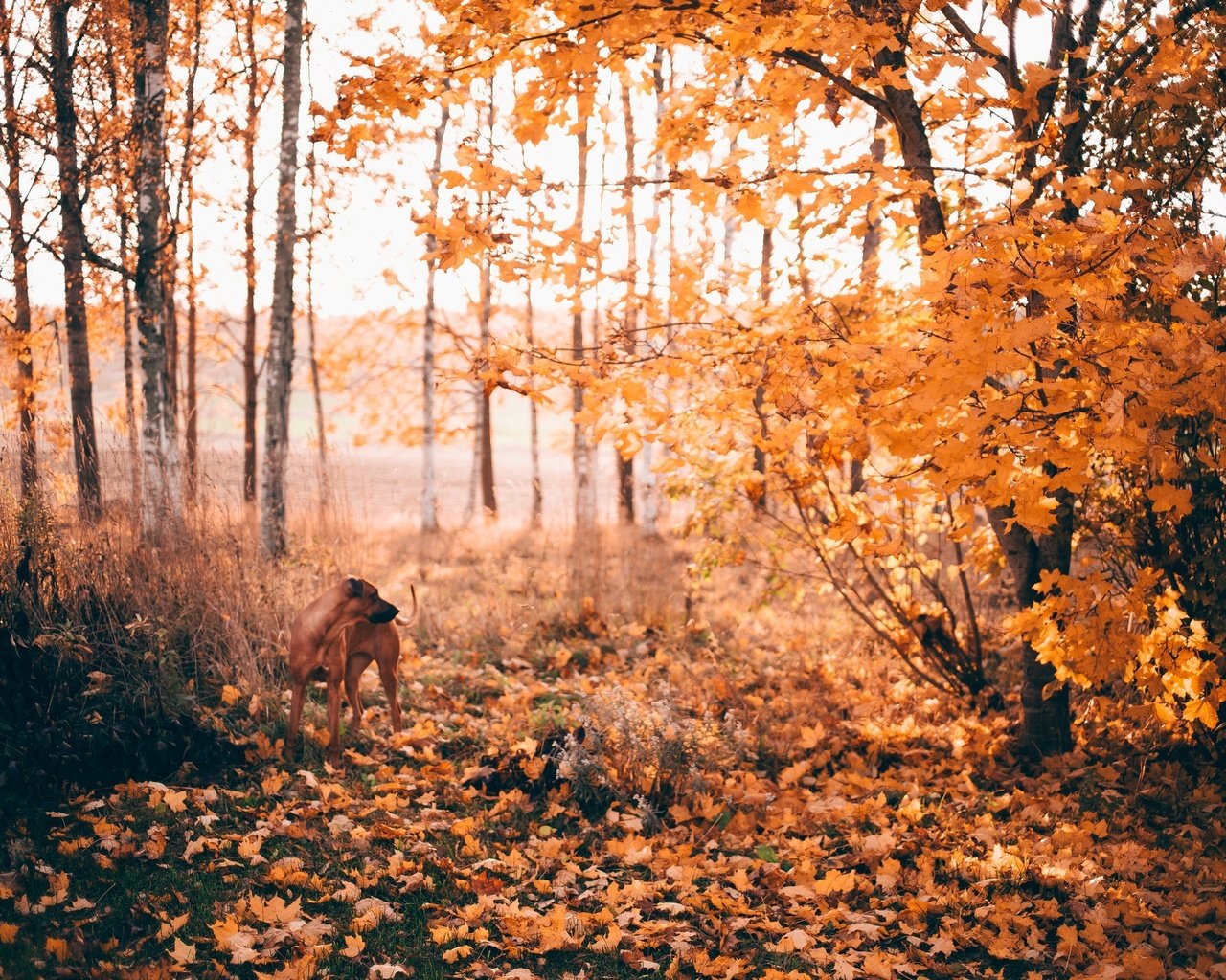 Обои солнце, cобака, лес,  листья, вудленд, листья, листва, осень, собака, опадают, осен, солнечный свет, sunlight, the sun, forest, woodland, leaves, foliage, autumn, dog, fall разрешение 2048x1365 Загрузить