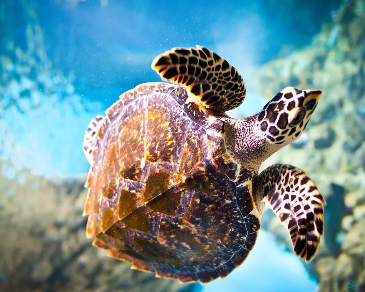 Обои макро, море, черепаха, подводный мир, macro, sea, turtle, underwater world разрешение 2560x1600 Загрузить
