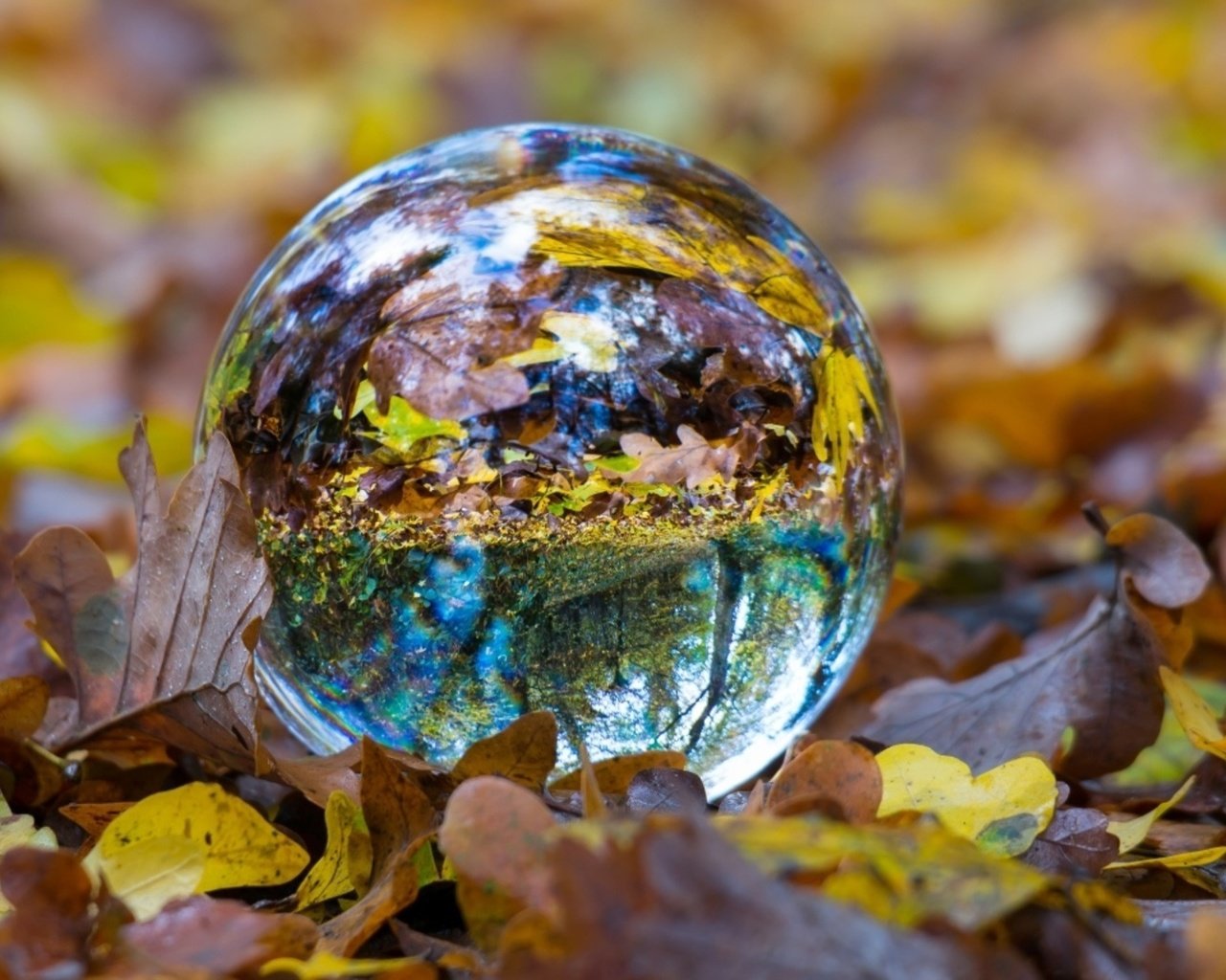 Обои отражение, листва, осень, сфера, шар, стеклянный шар, стеклянный, reflection, foliage, autumn, sphere, ball, glass globe, glass разрешение 1920x1080 Загрузить