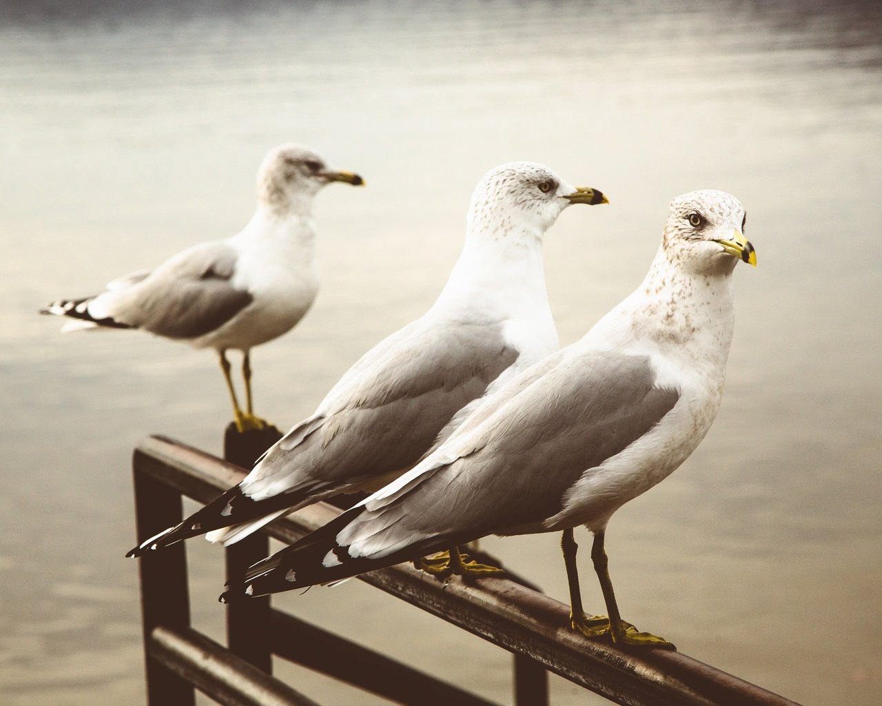 Обои фон, чайка, птицы, клюв, перья, чайки, background, seagull, birds, beak, feathers, seagulls разрешение 2048x1365 Загрузить