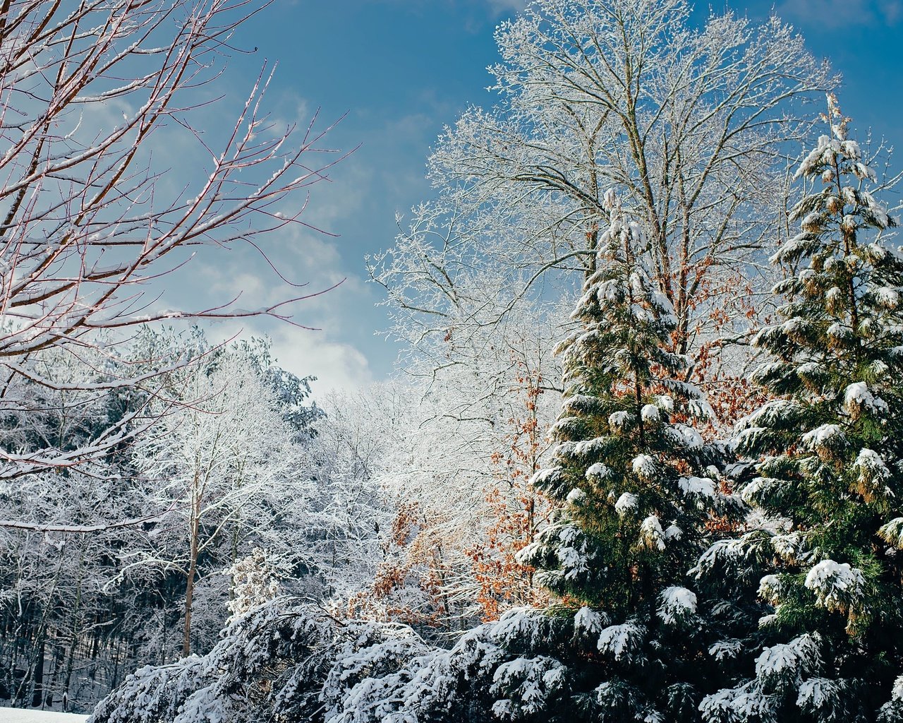 Обои деревья, снег, лес, зима, ветки, солнечно, trees, snow, forest, winter, branches, sunny разрешение 2200x1469 Загрузить