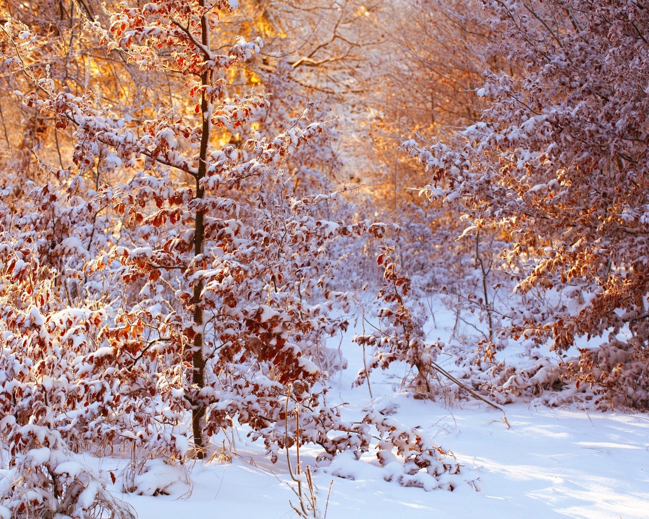 Обои снег, лес, листья, зима, солнечный свет, snow, forest, leaves, winter, sunlight разрешение 2500x1667 Загрузить