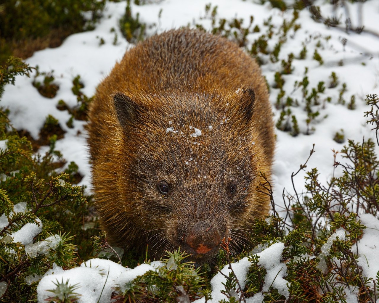 Обои снег, вомбат, snow, wombat разрешение 2048x1365 Загрузить