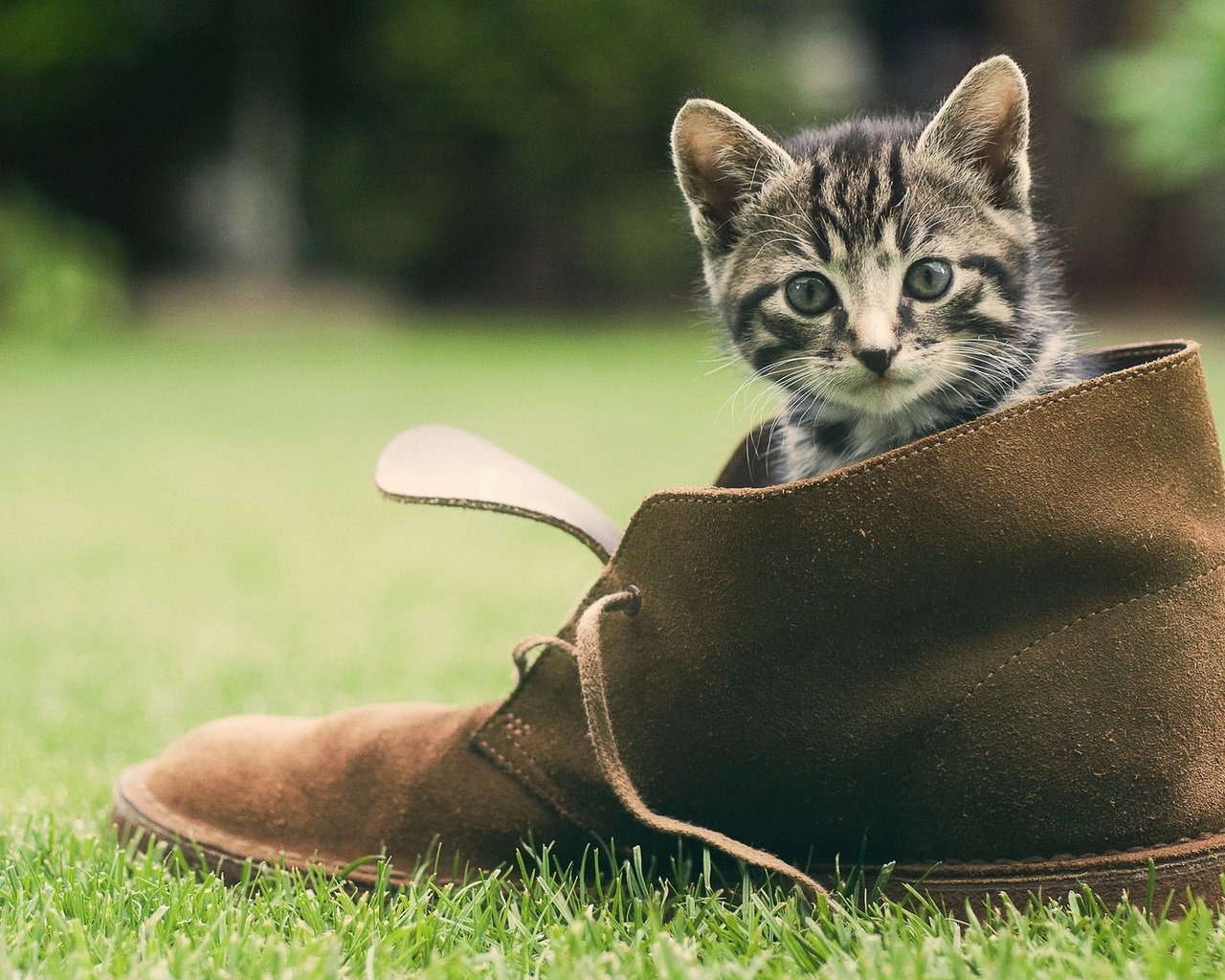 Обои трава, зелень, кошка, котенок, мордашка, обувь, башмак, grass, greens, cat, kitty, face, shoes, shoe разрешение 1920x1200 Загрузить