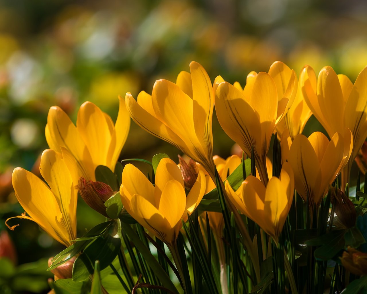 Обои цветы, весна, желтые, крокусы, шафран, flowers, spring, yellow, crocuses, saffron разрешение 5906x3937 Загрузить