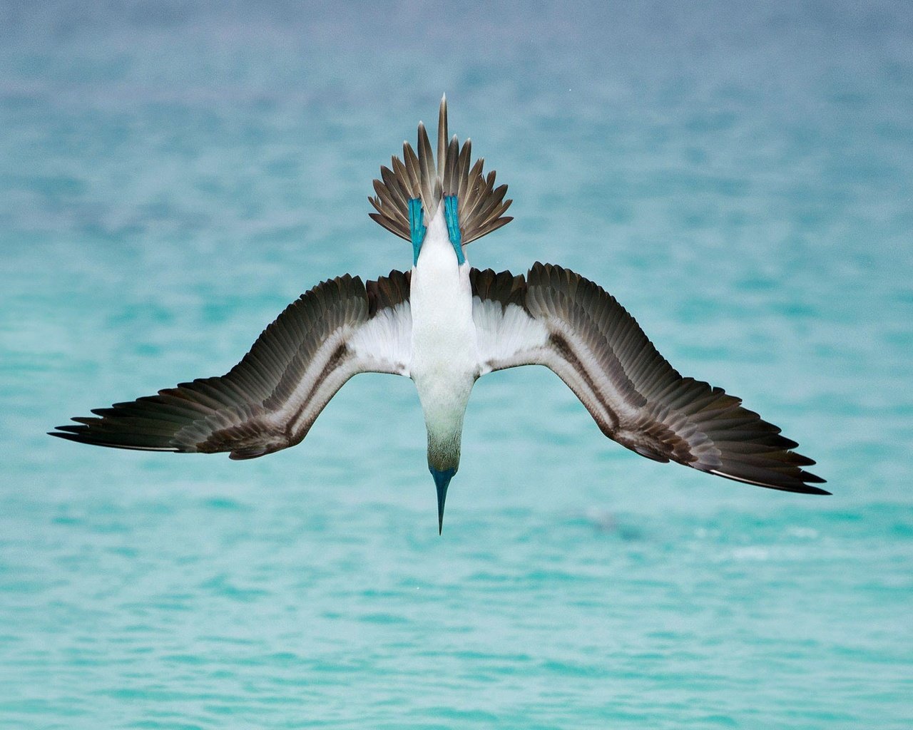 Обои море, крылья, птица, олуша, голубоногая олуша, sea, wings, bird, gannet, golovanova gannets разрешение 1920x1080 Загрузить