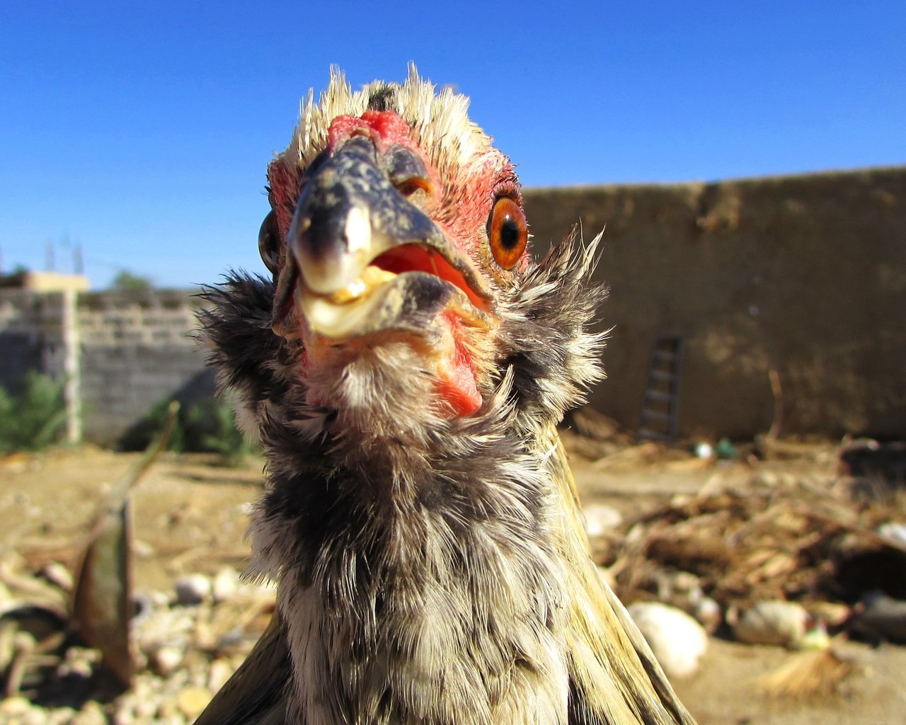 Обои небо, птица, курица, голубое небо, птаха, куриное мясо, the sky, bird, chicken, blue sky разрешение 3000x1687 Загрузить