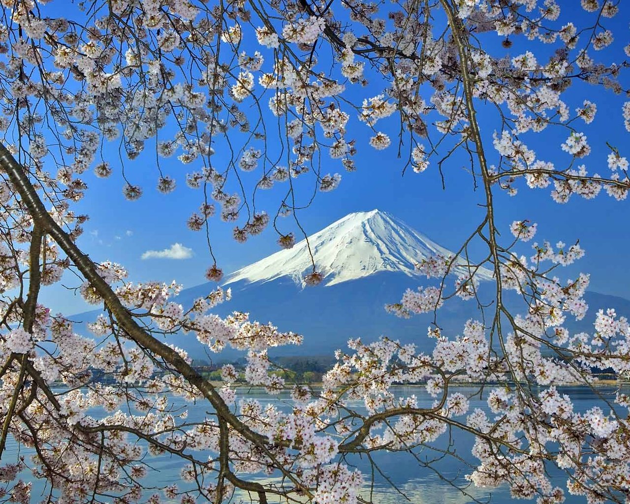 Обои цветение, гора, япония, весна, фудзияма, flowering, mountain, japan, spring, fuji разрешение 1920x1080 Загрузить