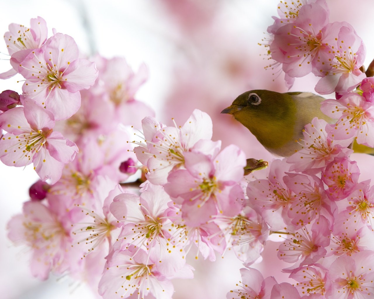 Обои цветение, птица, весна, белоглазка, flowering, bird, spring, white-eyed разрешение 2500x1667 Загрузить