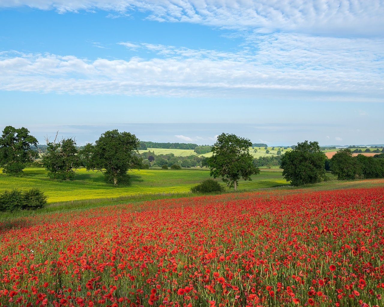 Обои небо, облака, деревья, поле, лето, красный, маки, мак, the sky, clouds, trees, field, summer, red, maki, mac разрешение 2048x1365 Загрузить