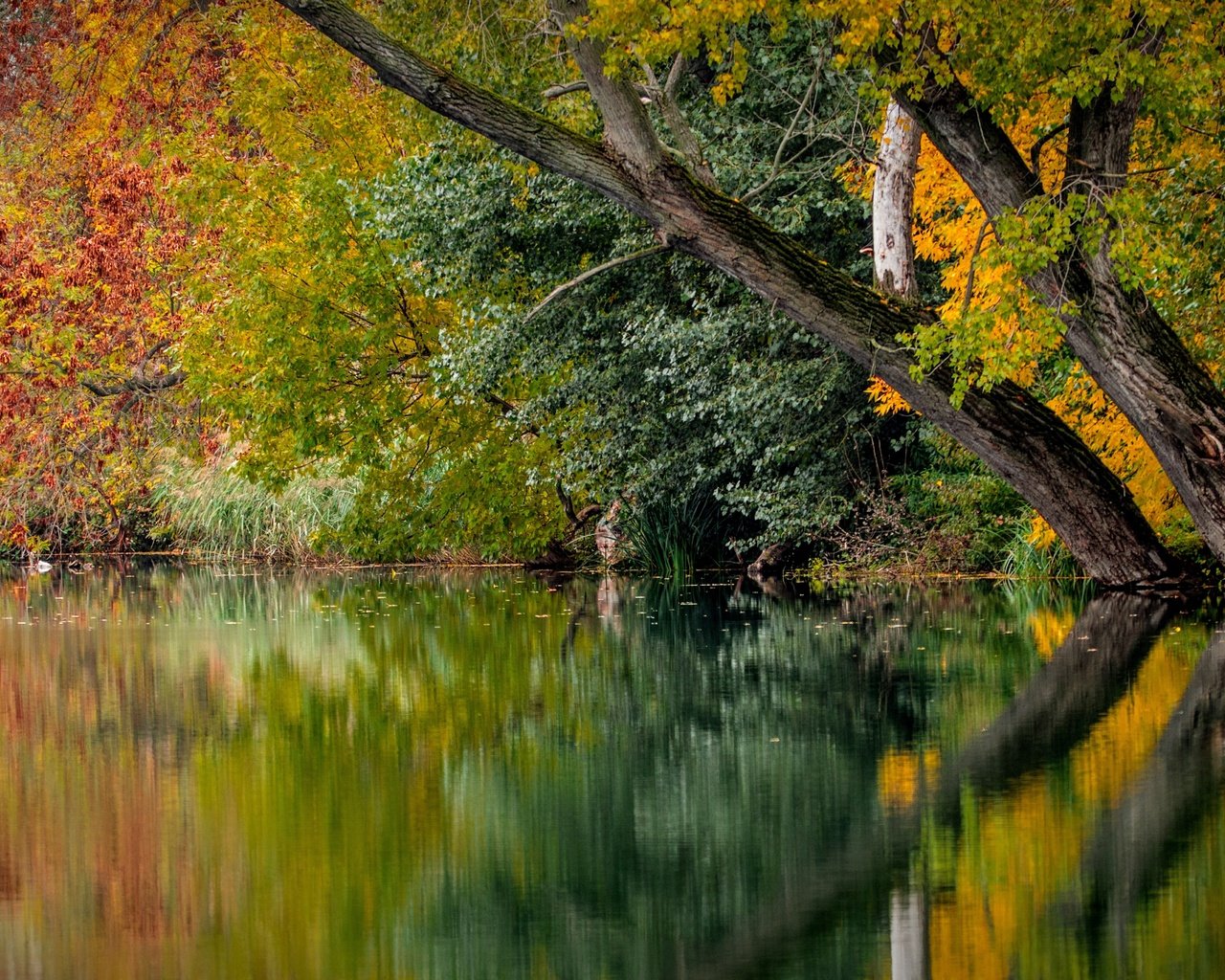 Обои деревья, река, природа, листья, отражение, осень, trees, river, nature, leaves, reflection, autumn разрешение 5861x3297 Загрузить