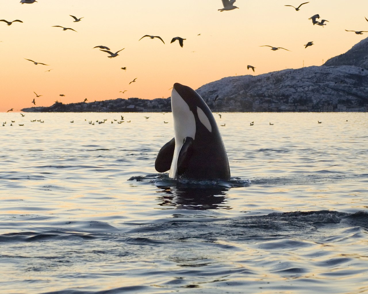 Обои вода, скалы, касатка, птицы, океан, чайки, кит, water, rocks, whale, birds, the ocean, seagulls, kit разрешение 2845x1896 Загрузить