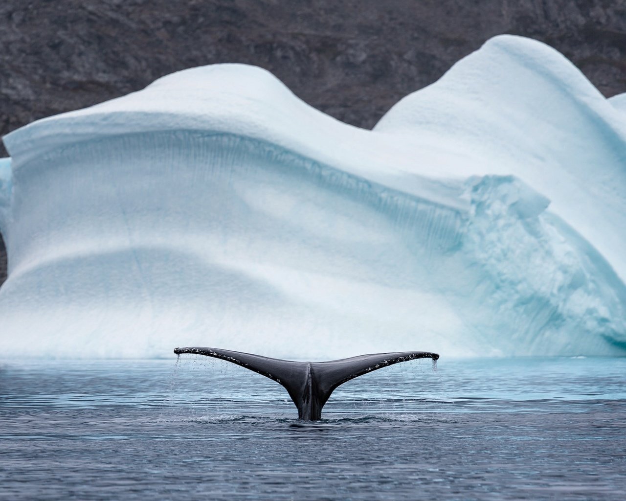 Обои природа, море, животные, лёд, айсберг, хвост, кит, арктика, nature, sea, animals, ice, iceberg, tail, kit, arctic разрешение 2048x1208 Загрузить