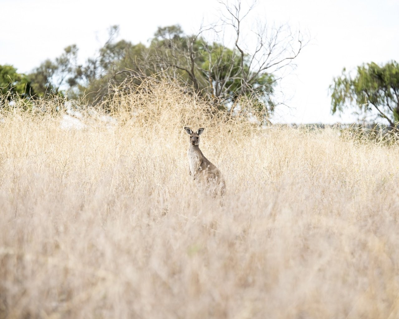 Обои природа, животное, австралия, кенгуру, nature, animal, australia, kangaroo разрешение 2048x1371 Загрузить