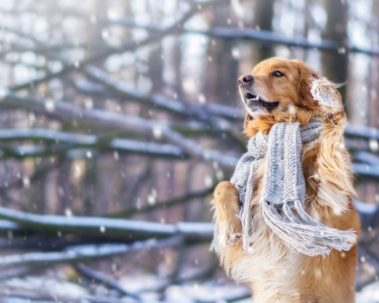 Обои снег, зима, настроение, собака, шарф, стойка, золотистый ретривер, snow, winter, mood, dog, scarf, stand, golden retriever разрешение 4608x3072 Загрузить