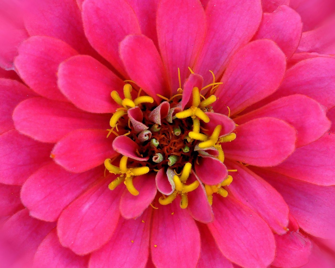 Обои макро, цветок, лепестки, розовый, цинния, macro, flower, petals, pink, zinnia разрешение 2880x1861 Загрузить