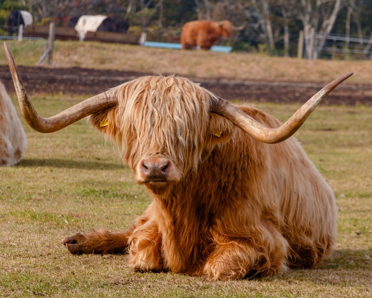 Обои животное, рога, корова, хайленд, animal, horns, cow, highland разрешение 3840x2560 Загрузить