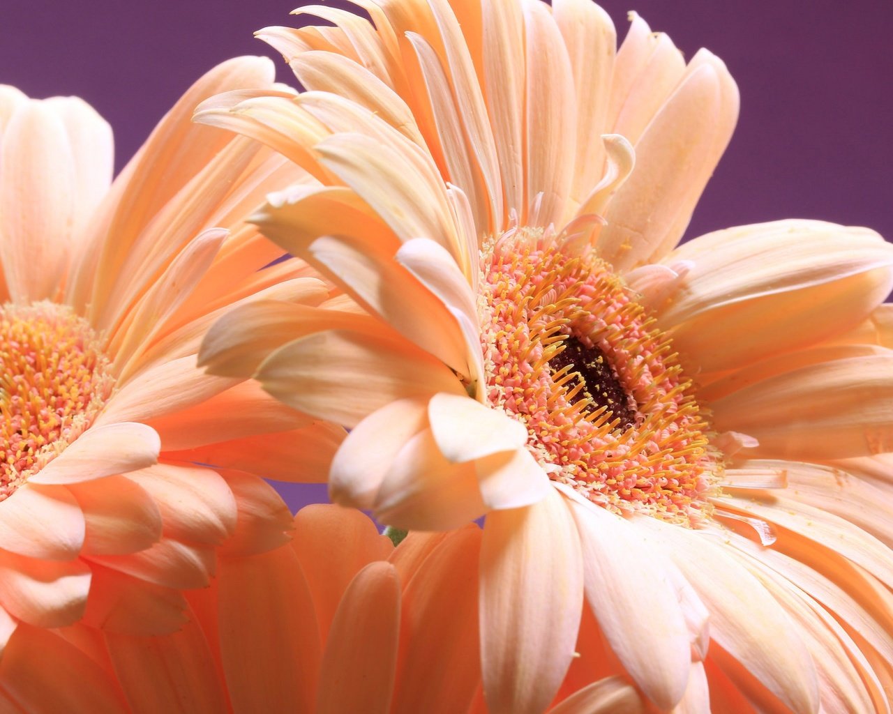 Обои цветы, макро, лепестки, гербера, ali de niese, flowers, macro, petals, gerbera разрешение 2048x1365 Загрузить