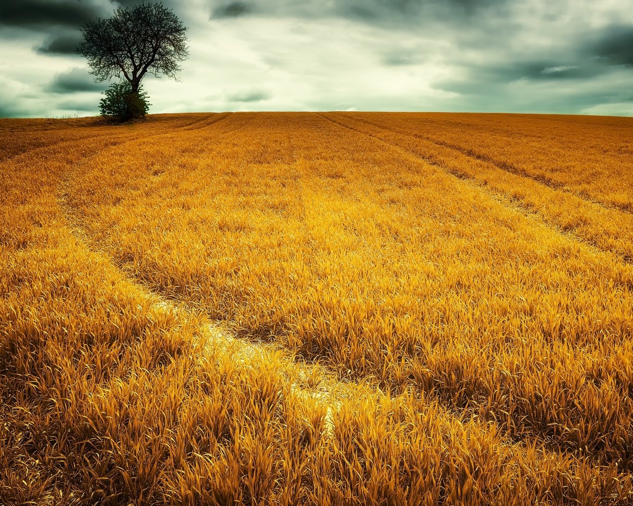 Обои небо, трава, облака, природа, дерево, пейзаж, поле, the sky, grass, clouds, nature, tree, landscape, field разрешение 2560x1587 Загрузить