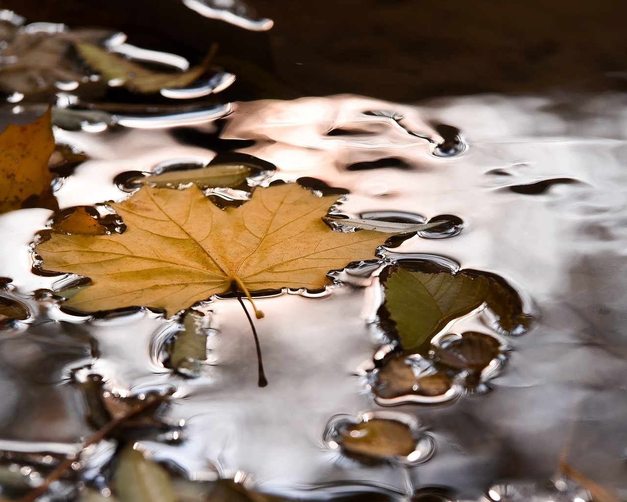 Обои вода, природа, осень, лист, кленовый лист, лужа, water, nature, autumn, sheet, maple leaf, puddle разрешение 2048x1367 Загрузить