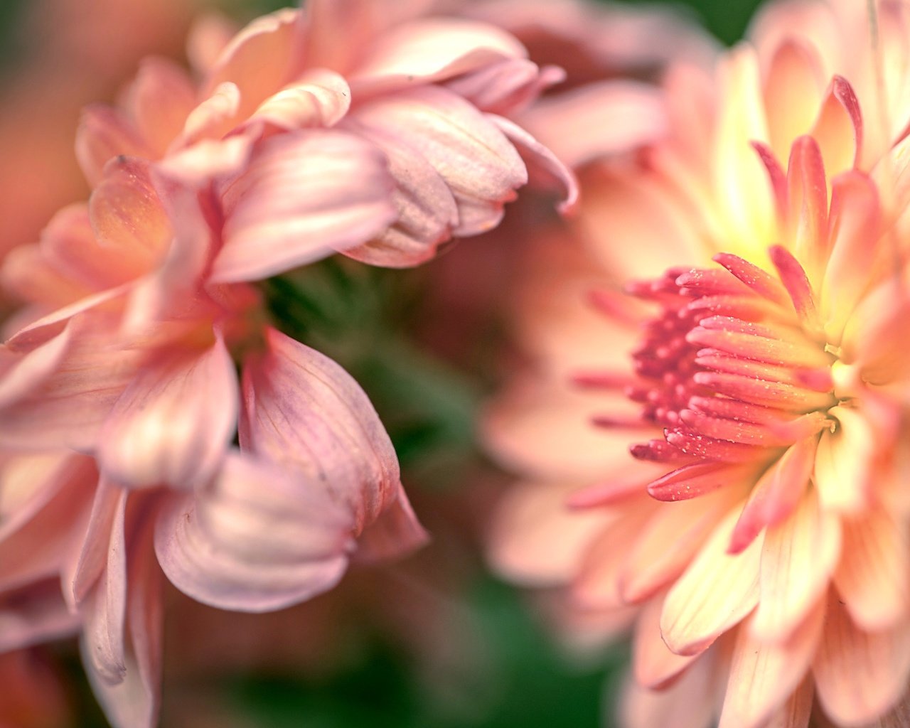 Обои бутоны, макро, цветок, лепестки, хризантемы, buds, macro, flower, petals, chrysanthemum разрешение 2554x1600 Загрузить