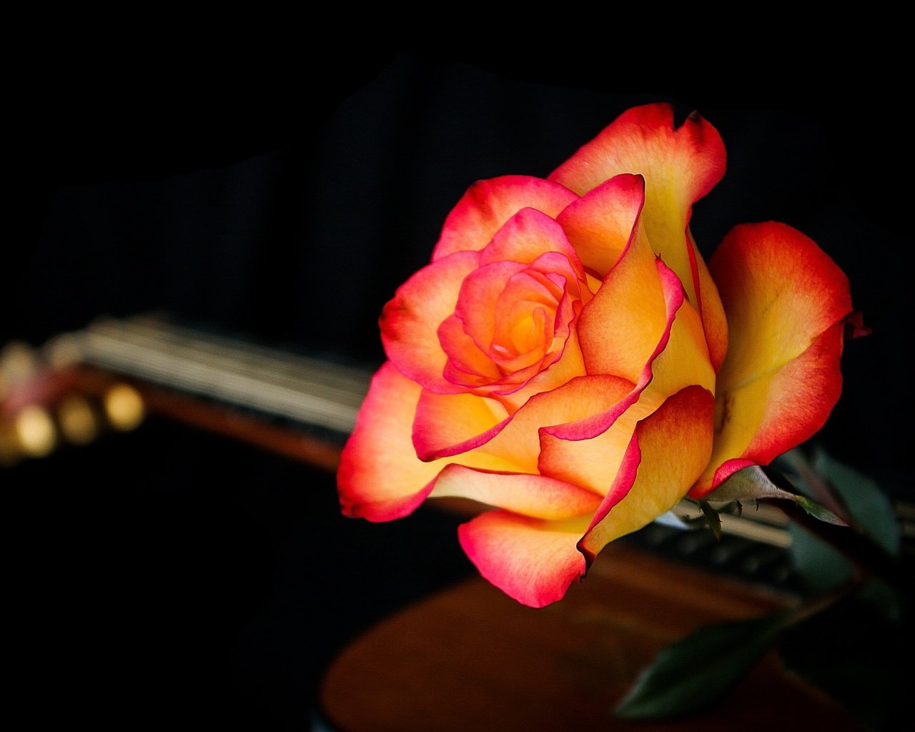 Обои макро, фон, цветок, гитара, роза, лепестки, черный фон, macro, background, flower, guitar, rose, petals, black background разрешение 2560x1595 Загрузить