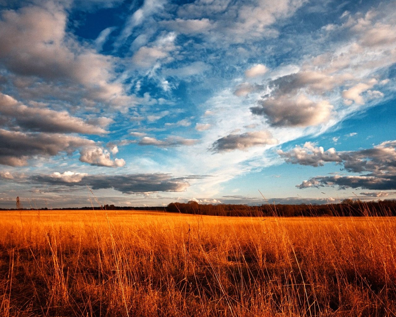 Обои небо, трава, облака, поле, the sky, grass, clouds, field разрешение 1920x1080 Загрузить