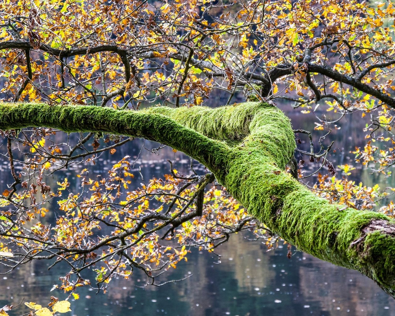 Обои озеро, дерево, листья, осень, мох, lake, tree, leaves, autumn, moss разрешение 2048x1152 Загрузить