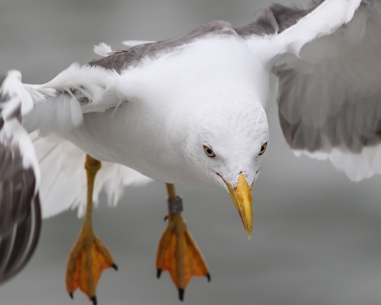 Обои природа, полет, лапы, крылья, чайка, птица, nature, flight, paws, wings, seagull, bird разрешение 2048x1106 Загрузить