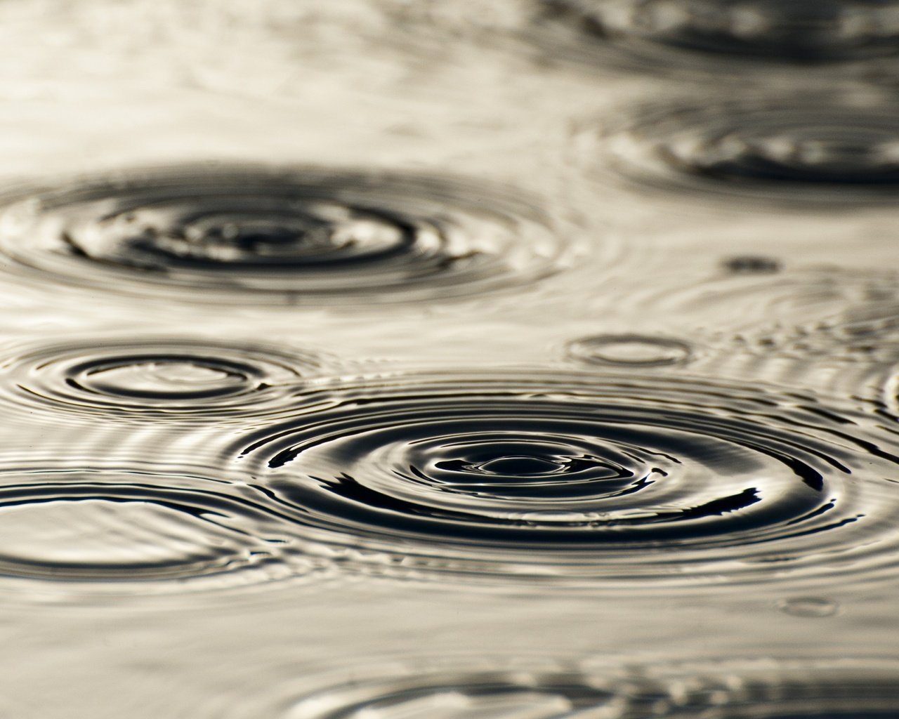 Обои вода, капли, круги, разводы, дождь, water, drops, circles, divorce, rain разрешение 2560x1600 Загрузить