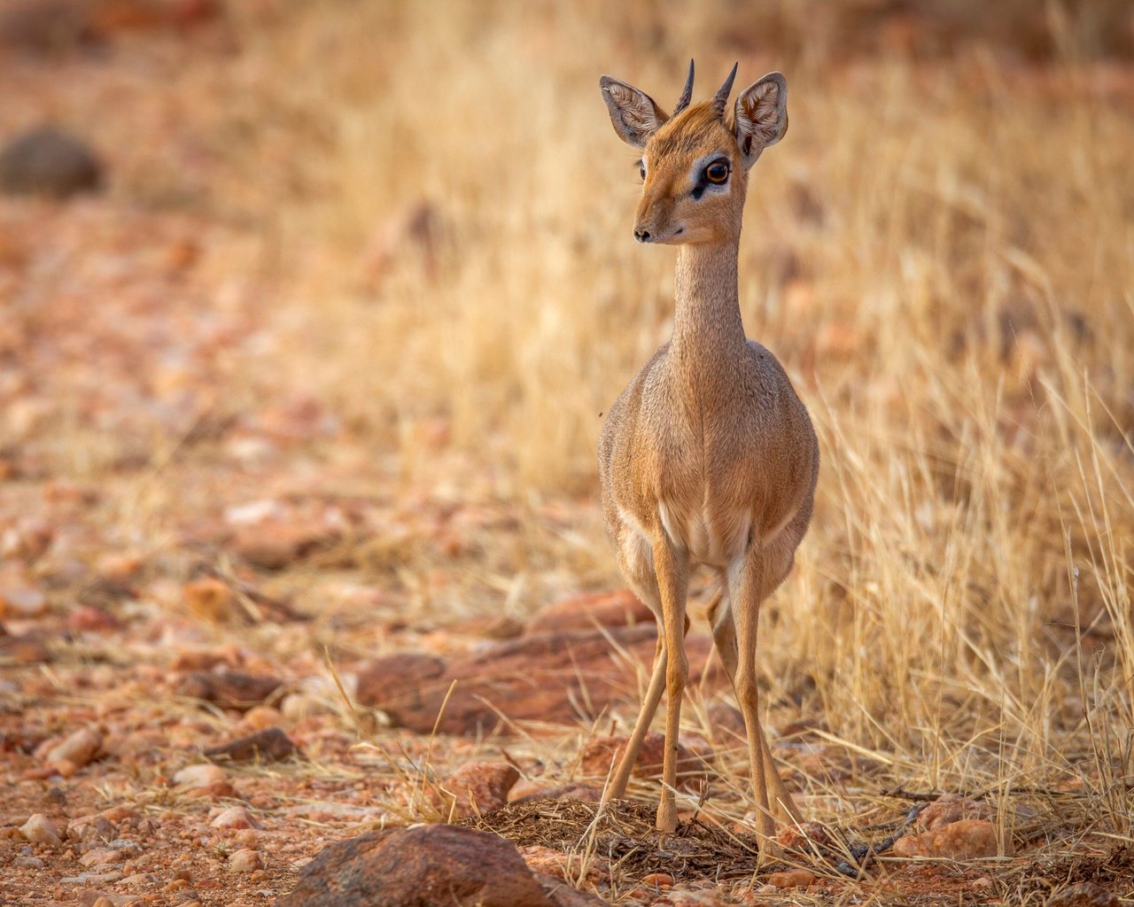 Обои природа, фон, взгляд, рожки, антилопа, nature, background, look, horns, antelope разрешение 2500x1667 Загрузить