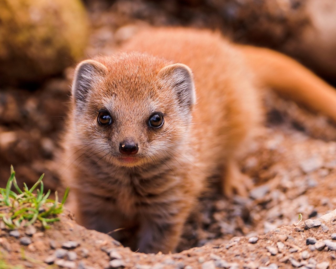 Обои взгляд, животное, мангуст, look, animal, mongoose разрешение 1920x1200 Загрузить