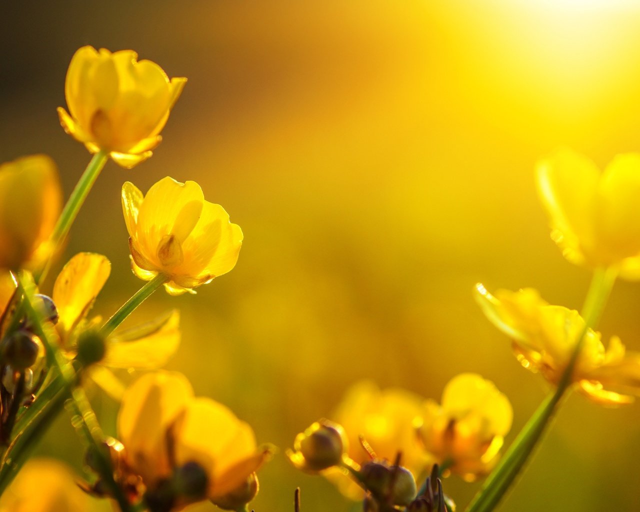 Обои цветы, бутоны, макро, желтые, лютики, flowers, buds, macro, yellow, buttercups разрешение 2555x1600 Загрузить