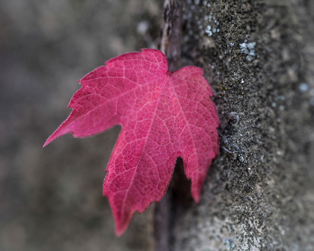 Обои дерево, макро, осень, лист, кора, красный лист, tree, macro, autumn, sheet, bark, red leaf разрешение 2047x1265 Загрузить