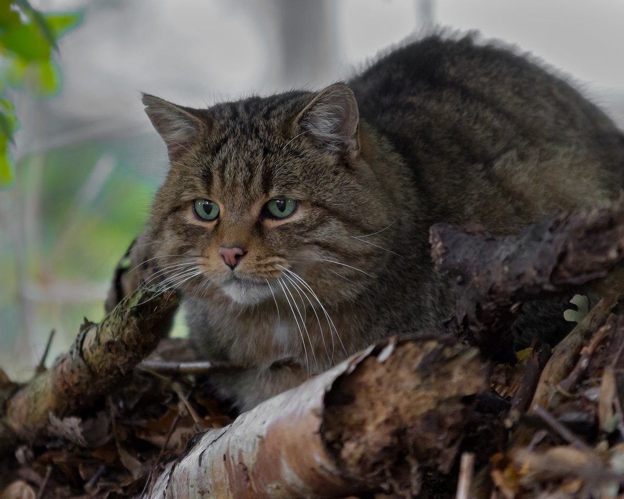 Обои глаза, усы, взгляд, дикая кошка, лесной кот, лесная кошка, eyes, mustache, look, wild cat, wildcat, forest cat разрешение 1920x1234 Загрузить