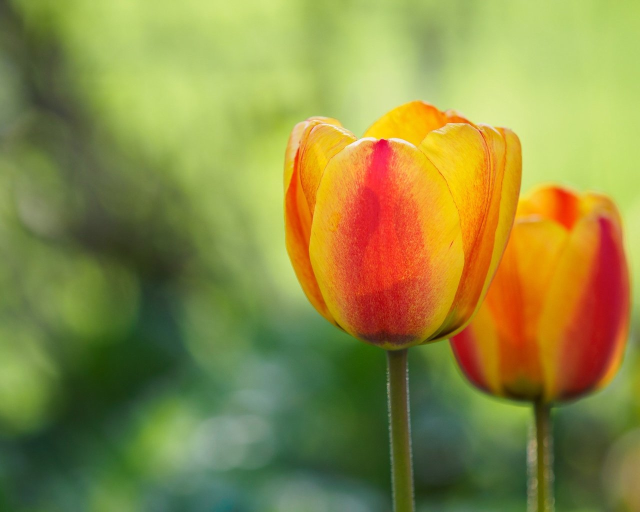 Обои цветок, лепестки, весна, тюльпан, flower, petals, spring, tulip разрешение 2048x1365 Загрузить