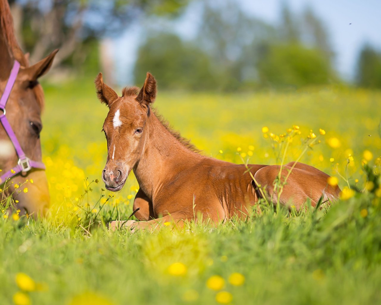 Обои цветы, лошадь, трава, луг, лошади, кони, боке, жеребенок, flowers, horse, grass, meadow, horses, bokeh, foal разрешение 4808x3205 Загрузить