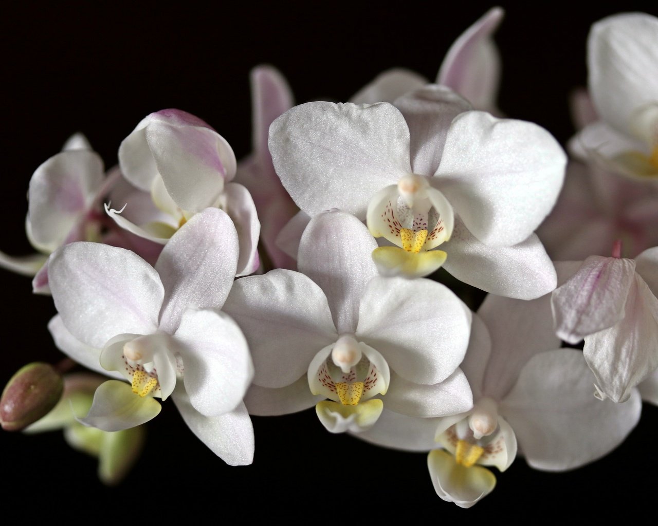 Обои цветы, макро, черный фон, белая, орхидея, flowers, macro, black background, white, orchid разрешение 2048x1365 Загрузить