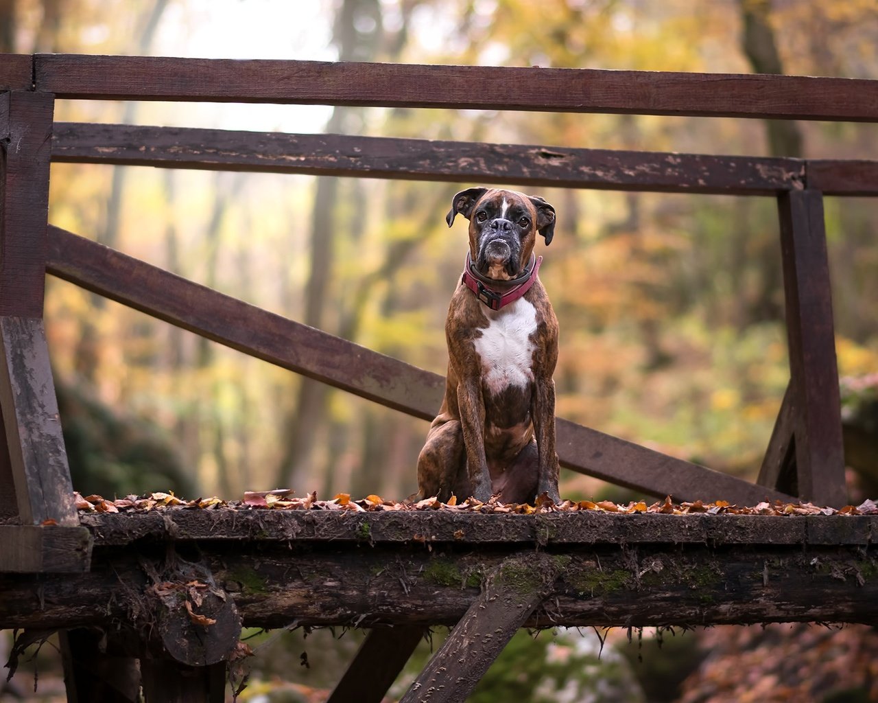 Обои листья, мост, взгляд, осень, собака, друг, боксер, leaves, bridge, look, autumn, dog, each, boxer разрешение 2048x1365 Загрузить